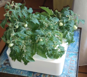 click and Grow tomates cerise